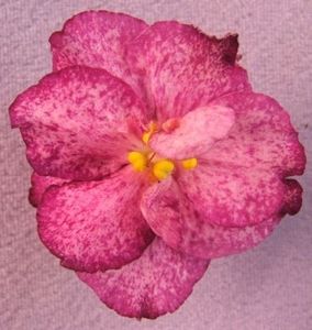 Buckeye Fiesta - ZZZZBuckeye Fiesta