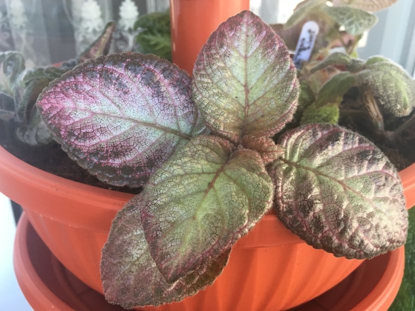 Sea Foam - Episcia