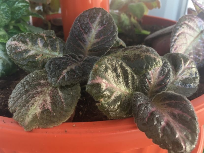 Jim’s Double Star - Episcia