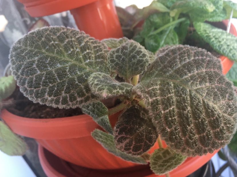 C0E6F8BD-72B1-485F-97C1-7188DD14FAF0 - Episcia