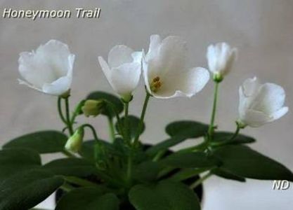 HoneymoonTrail2 - ZZZHoneymoon Trail