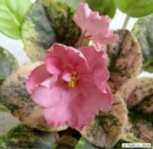 IAN Sahara - ZZZIAN Sahara