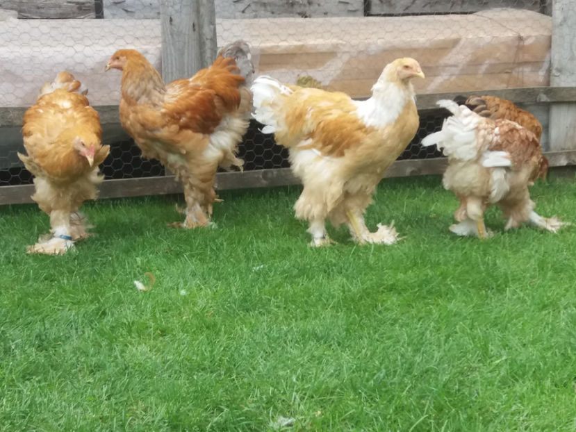 04.11.2018 002 - Tineret 2018