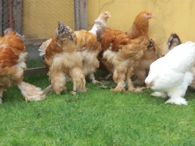 04.11.2018 007 - Tineret 2018