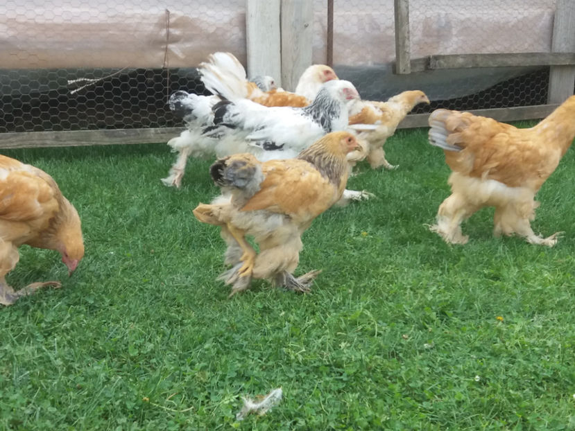 04.11.2018 010 - Tineret 2018