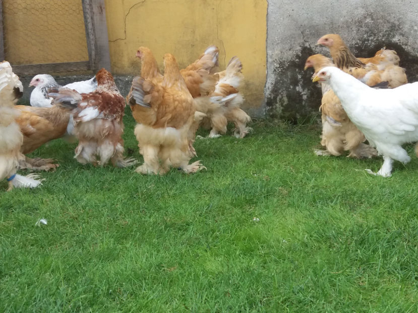 04.11.2018 012 - Tineret 2018