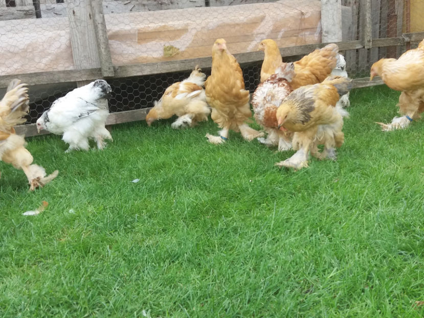 04.11.2018 014 - Tineret 2018