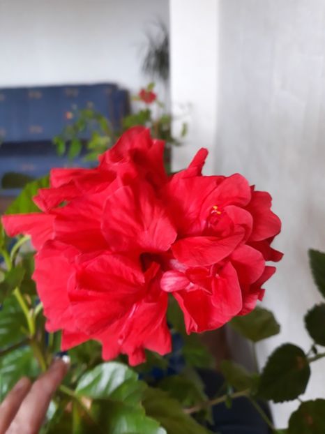  - Classic Red