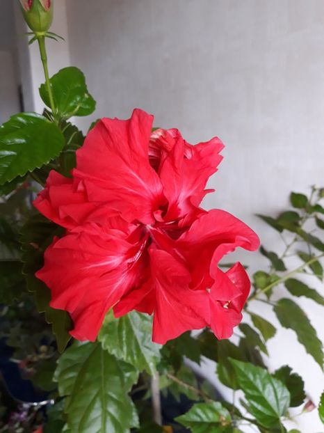  - Classic Red