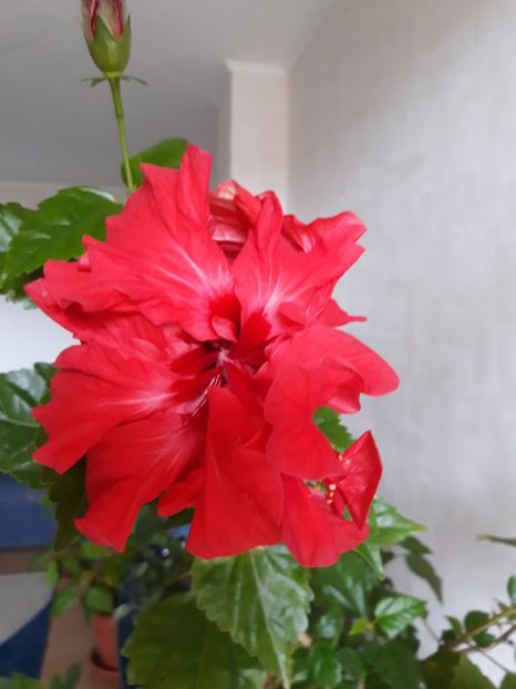  - Classic Red
