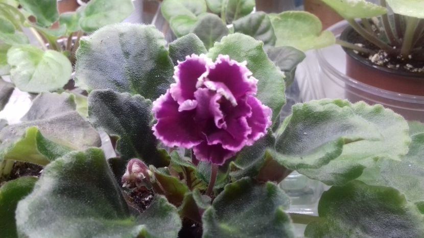  - ZZ Ognennyi Motylki