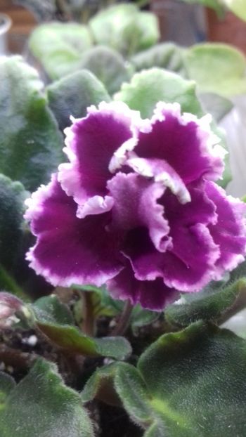  - ZZ Ognennyi Motylki