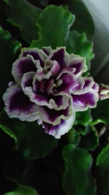  - ZZ Le Chateau Brion