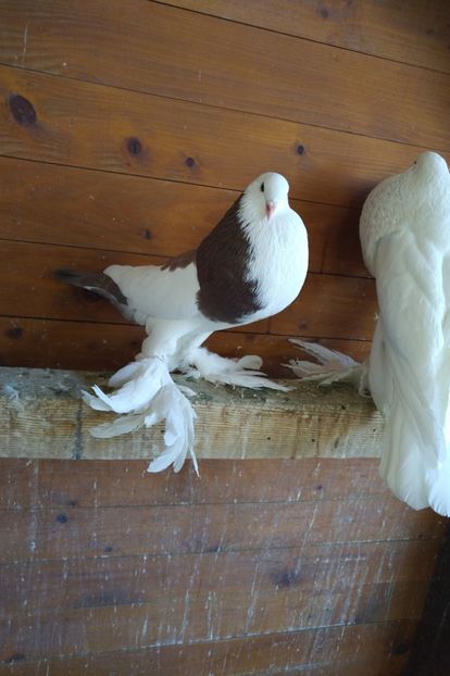 M2018 - De vanzare gusati pomerania si dominican 2018