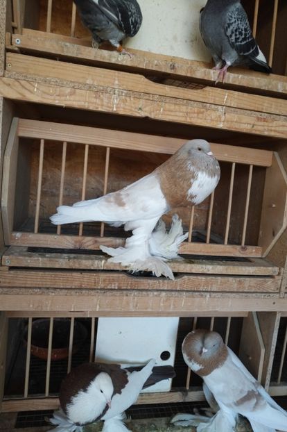 M2018 - De vanzare gusati pomerania si dominican 2018