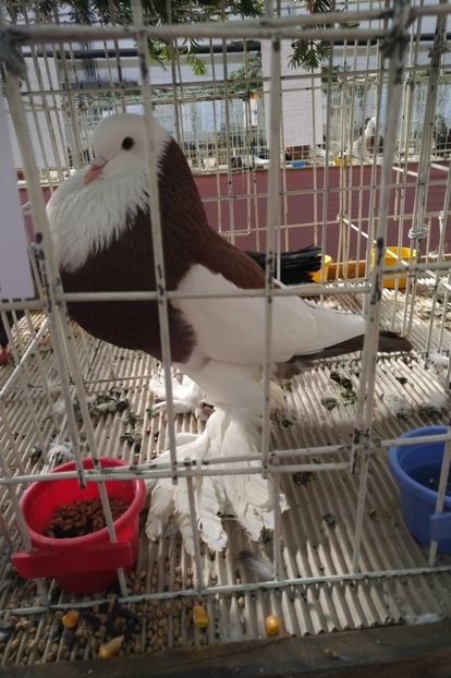 M2018 - De vanzare gusati pomerania si dominican 2018