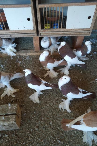  - De vanzare gusati pomerania si dominican 2018