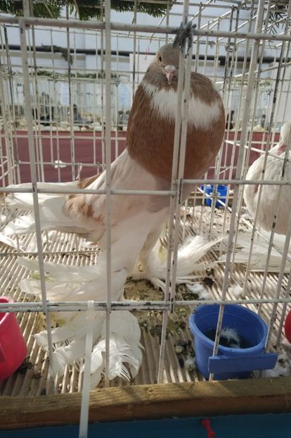  - Expozitie Codlea Brasov 2018