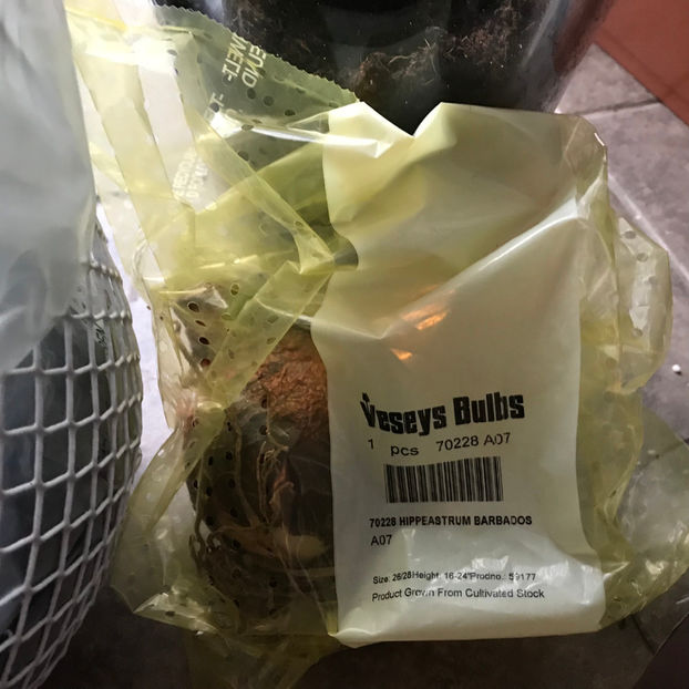  - 2018 Plante de interior