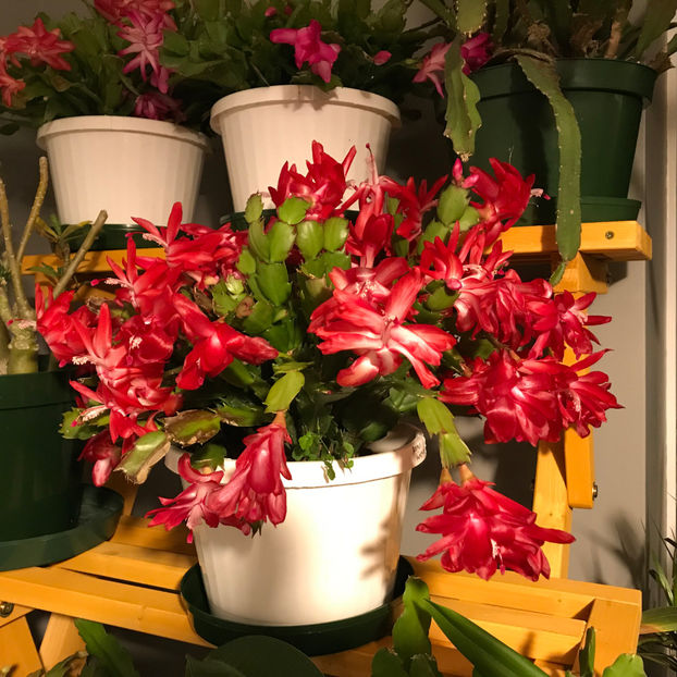  - 2018 Plante de interior