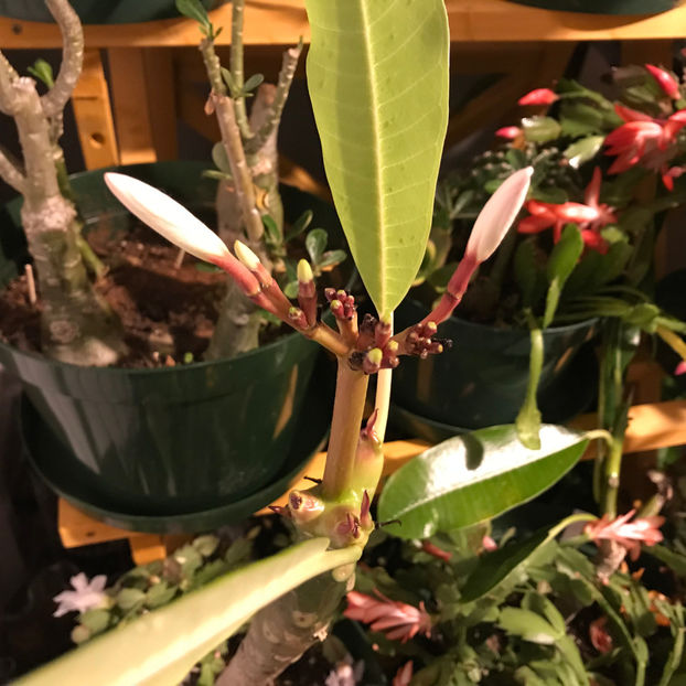  - 2018 Plante de interior