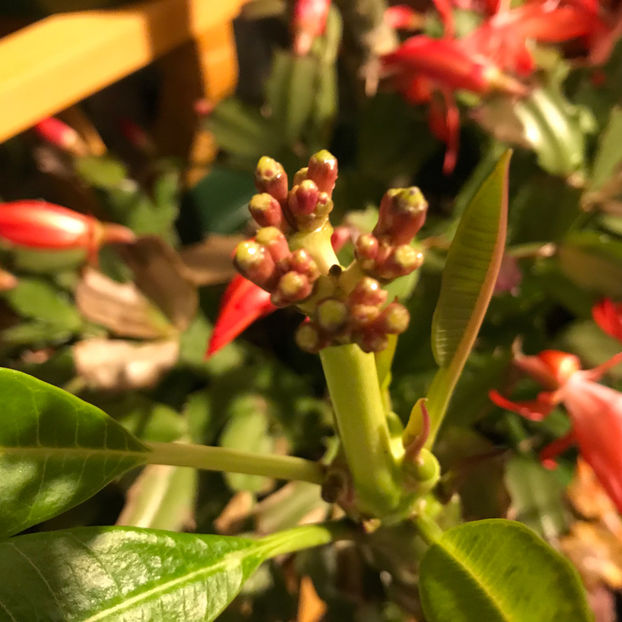  - 2018 Plante de interior