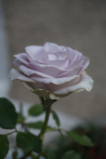  - Noiembrie