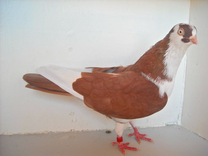  - PORUMBEI CARE MI AU APARTINUT