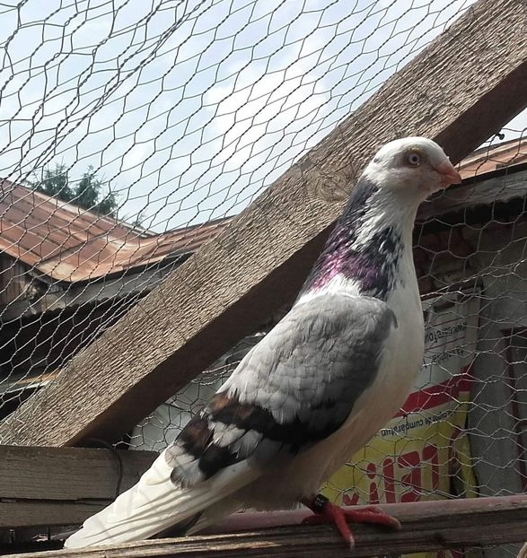  - 4-Jucatori de Galati