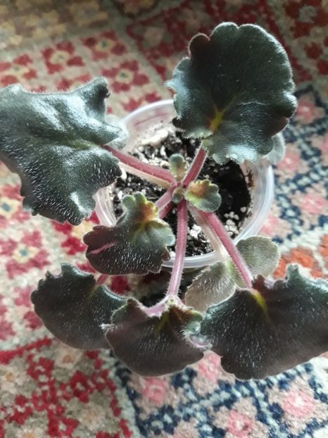  - Momentan necunoscută