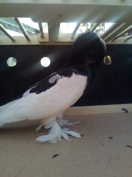 received_738798829788849 - Gulerati de bihor