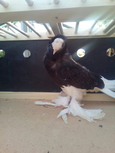 received_273701663273248 - Gulerati de bihor