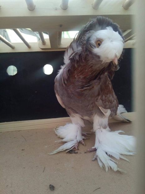 received_1978774219084997 - Gulerati de bihor