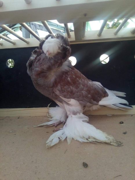 received_325855501560324 - Gulerati de bihor