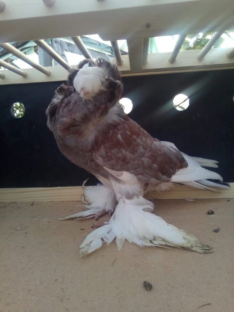 received_201072040784747 - Gulerati de bihor