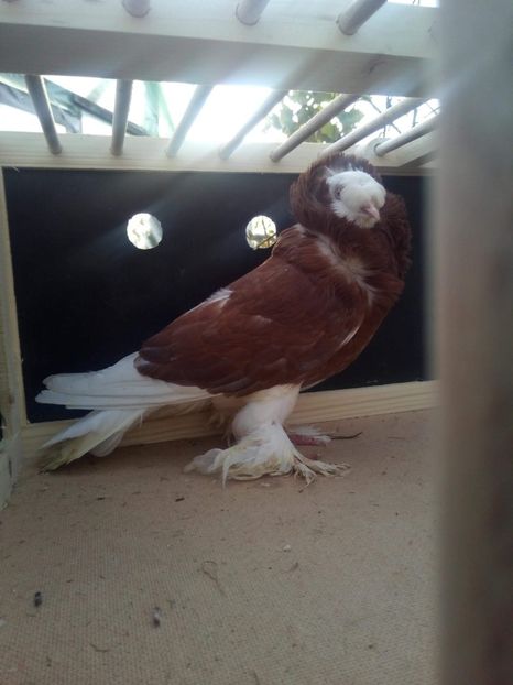 received_1886086744812298 - Gulerati de bihor