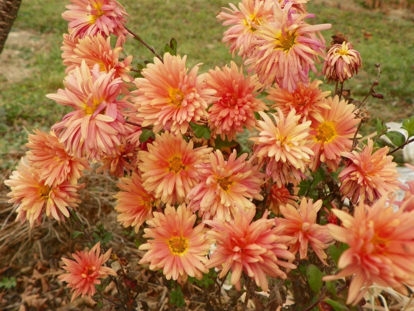 tufanele Kleiner Bernstein - Dobarland 2018 4