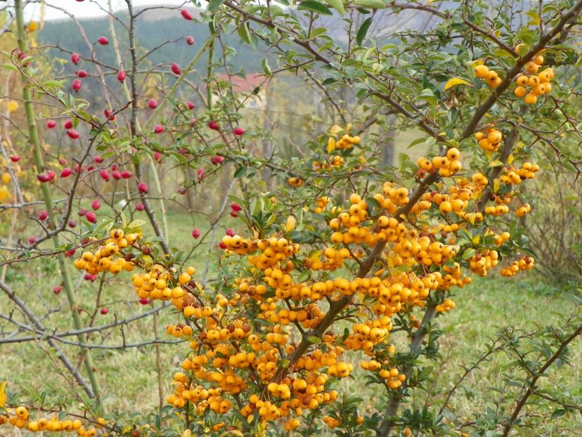 pyracantha Soleil dOr si rosa canina - Dobarland 2018 4