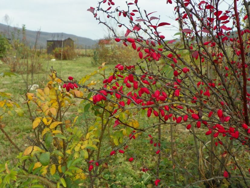 berberis Orange Rocket - Dobarland 2018 4