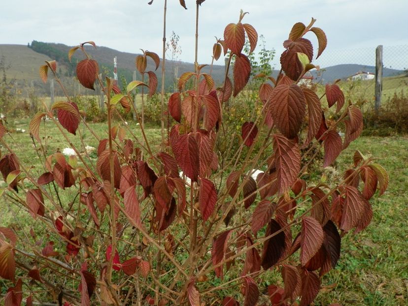 viburnum tomentosum - Dobarland 2018 4