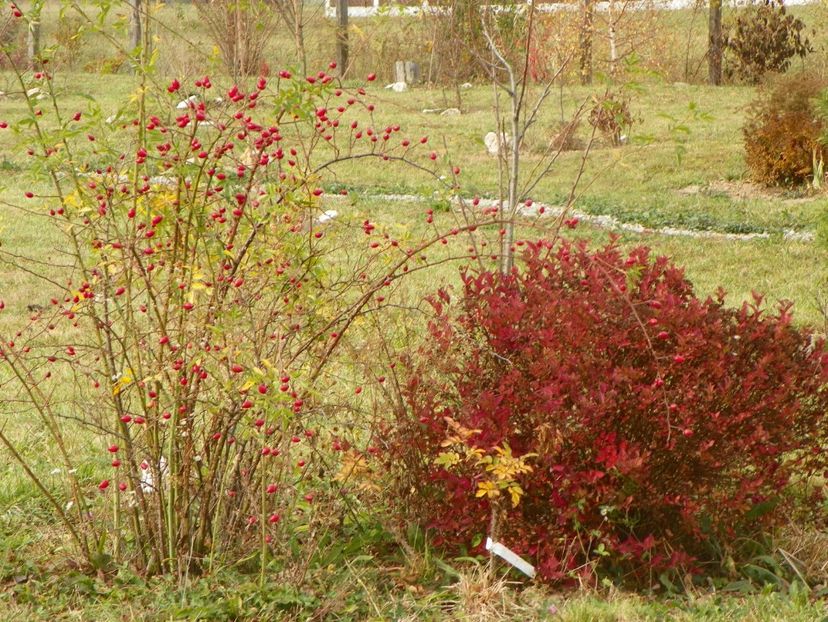 spiraea Magic Carpet - Dobarland 2018 4