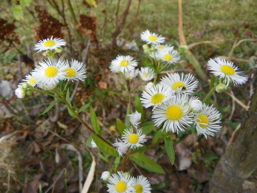 erigeron annuus - Dobarland 2018 4