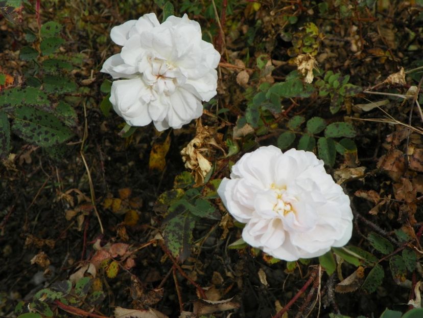 Stanwell Perpetual - Trandafiri 2018 5