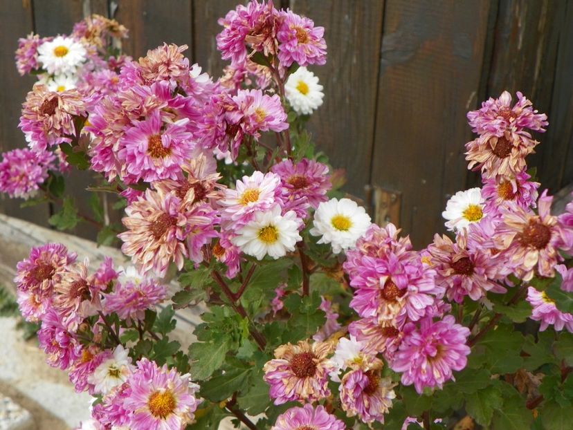 tufanele Poesie - Dobarland 2018 4