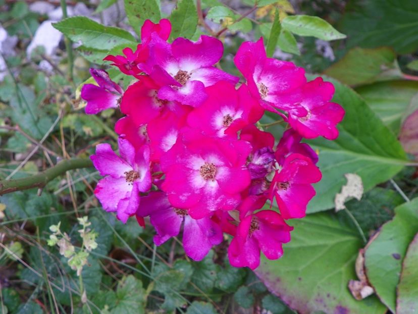 Red Ballerina - Trandafiri 2018 5