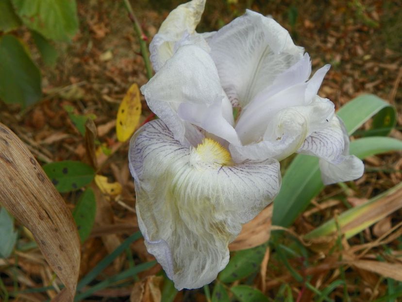 iris English Cottage - Dobarland 2018 4