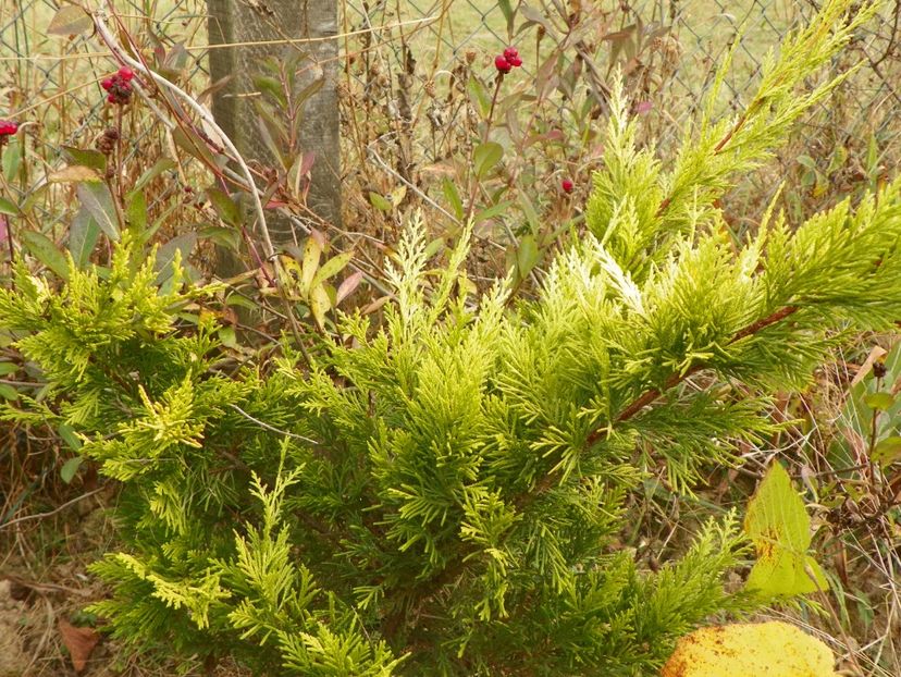 cupressus leylandii Gold Rider - Dobarland 2018 4