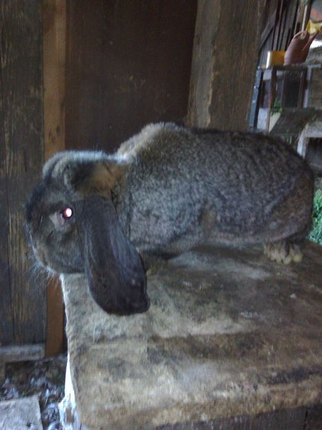  - MASCUL BERBEC GERMAN