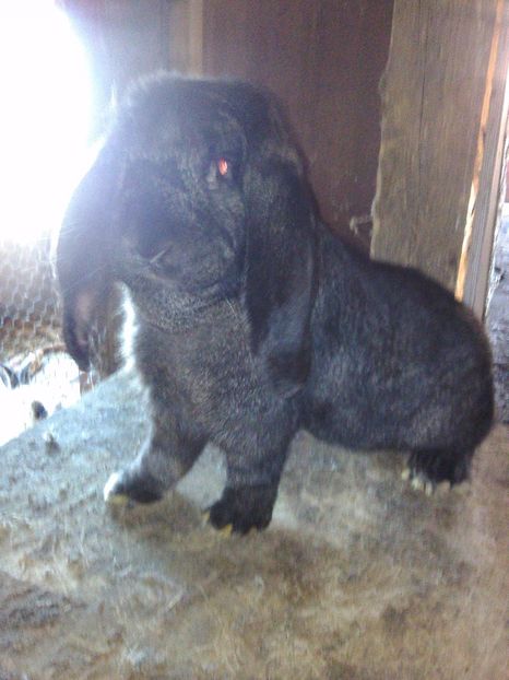  - FEMELA BERBEC GERMAN Nr-1