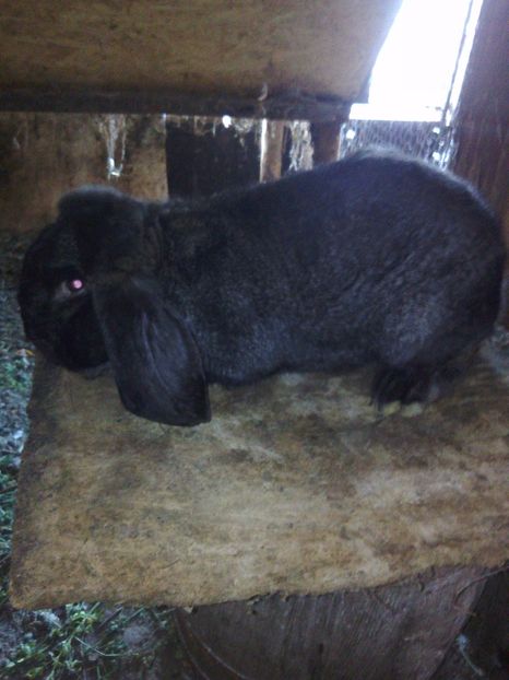  - FEMELA BERBEC GERMAN Nr-1